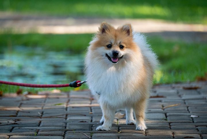Pomeranian