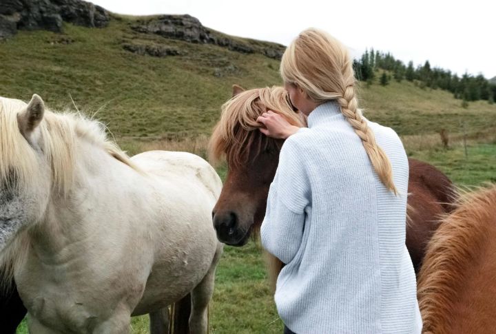 Emotional Intelligence On Four Hooves