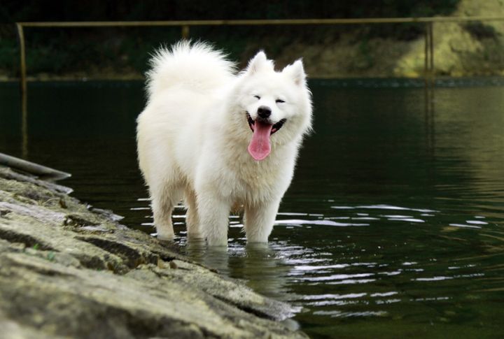 Samoyed