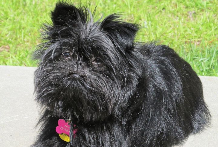 Affenpinscher