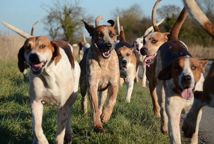 Bred From Colonial-Era Foxhounds