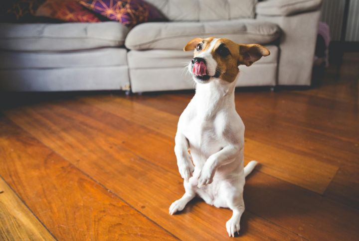 Sit (Better Alternative: Settle)