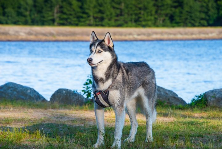 “Luna” The Husky