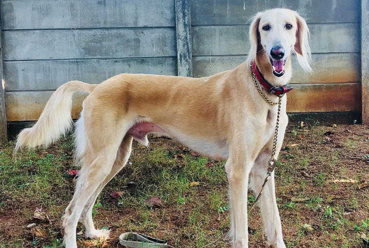Saluki