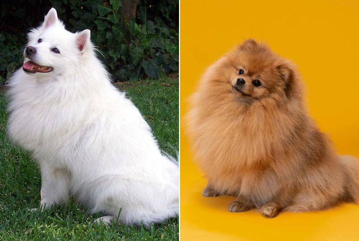 Size And Weight Comparison