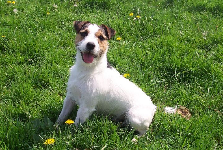 Aries: Jack Russell Terrier