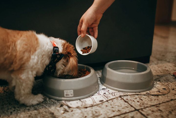 Choose The Right Dog Food