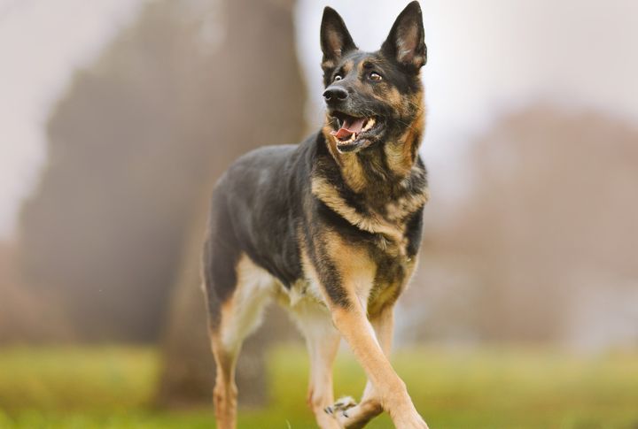 Aggression Is a Breed Trait