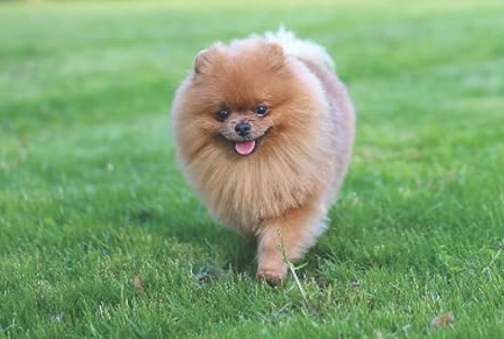 What Do Pomchis Look Like?