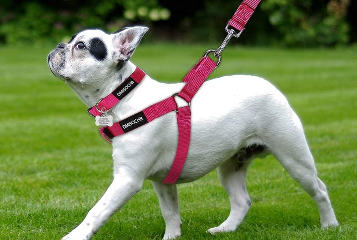 Unsafe Collars Or Harnesses