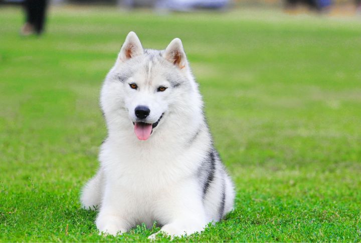 Siberian Husky