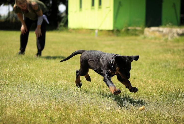 Puppies Can't Serve Until They're Ready Mentally And Physically