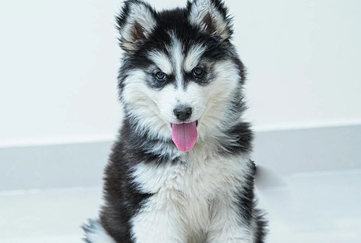 Siberian Husky