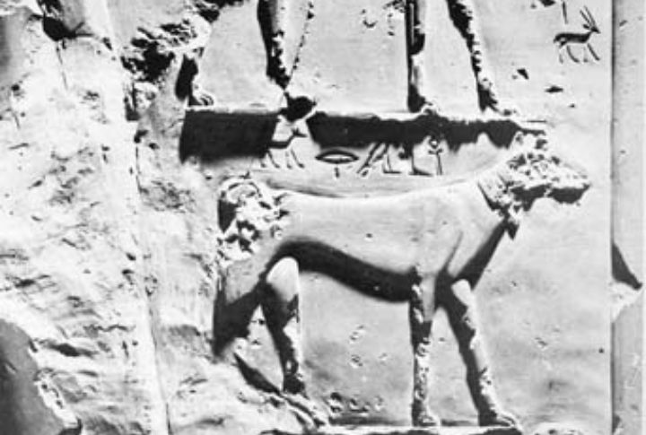 Saluki As The Pharaohs' Regal Status Symbol
