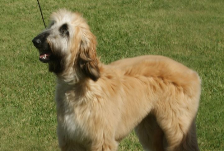 Afghan Hound Struggles With Obedience Commands