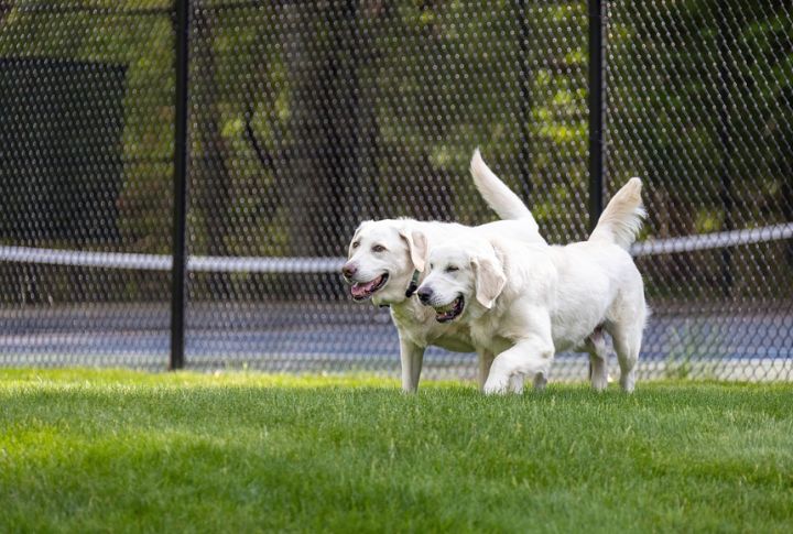 Choose Dog Parks With Secure Fencing