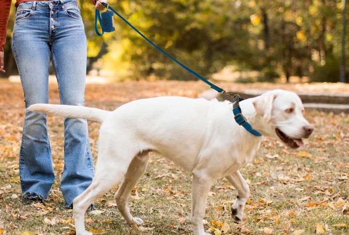 Choose The Right Leash And Collar