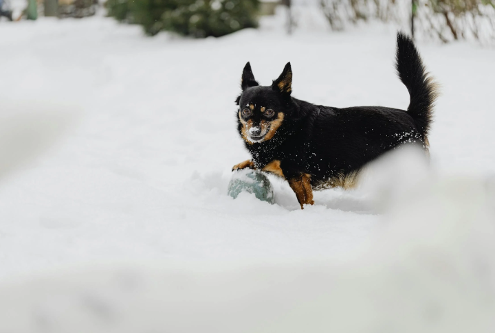 Herding Roots And Modern Instincts