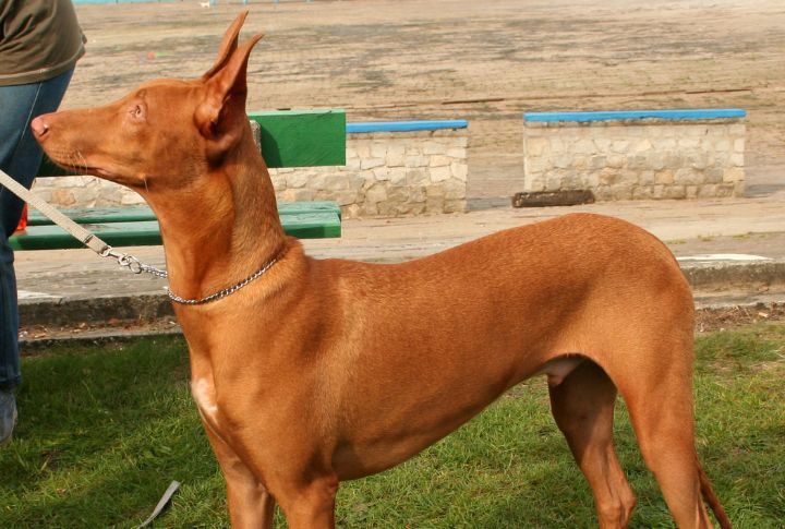 Not Egyptian, Actually Maltese