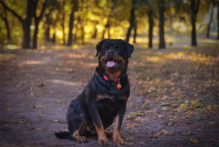 Rottweiler