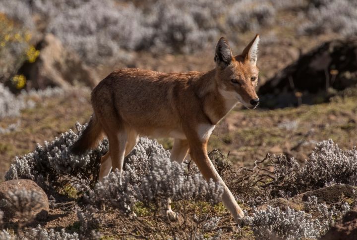 Ethiopian Wolf