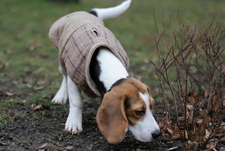 Beagle