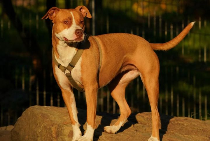 American Pit Bull Terrier