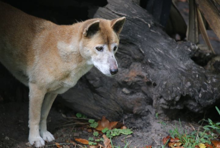 New Guinea Singing Dog