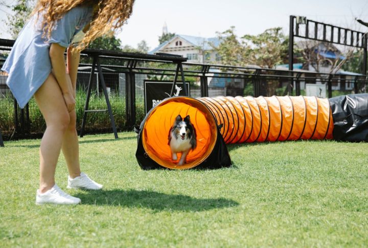 Set Up A DIY Agility Circuit
