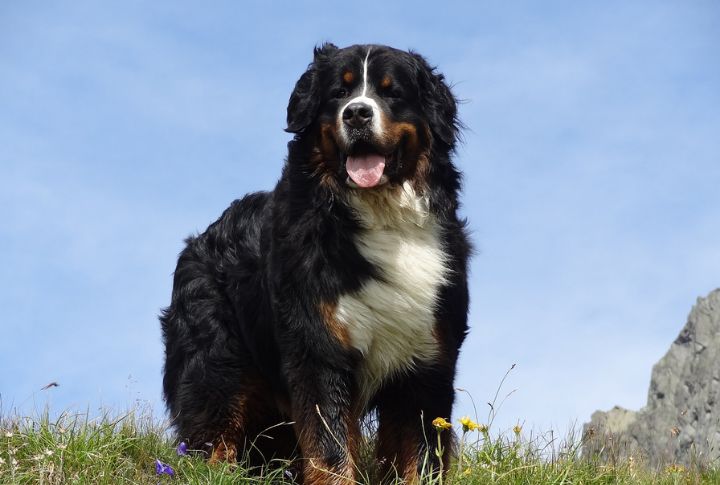 “Maple” The Bernese Mountain Dog