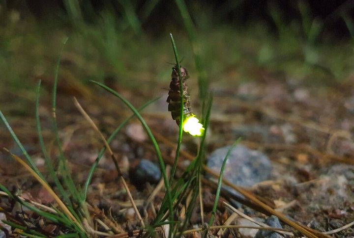 Glowworms: Natural Nightlights