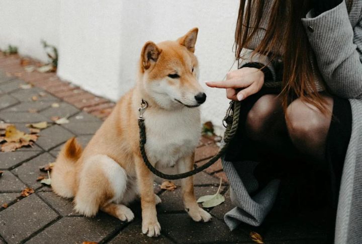 Use Walks As A Training Opportunity