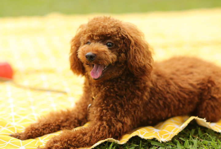 Poodle