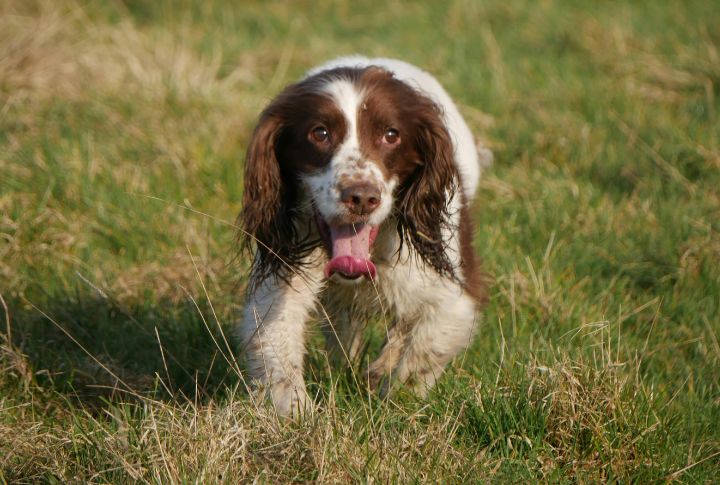 English Springer Spaniel