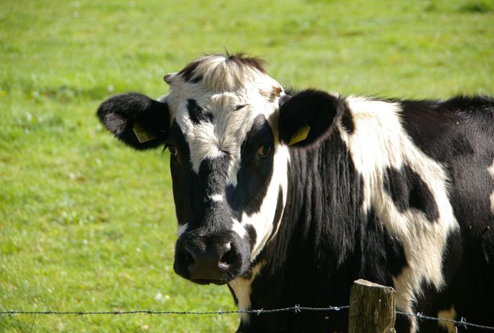 Cows