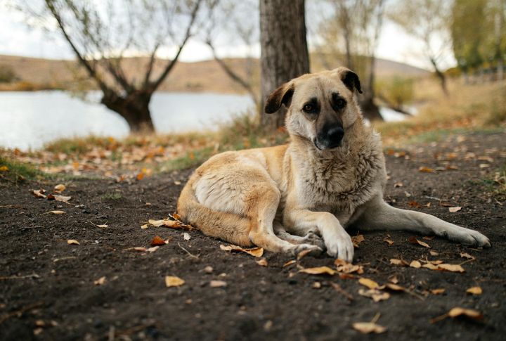 Kangal
