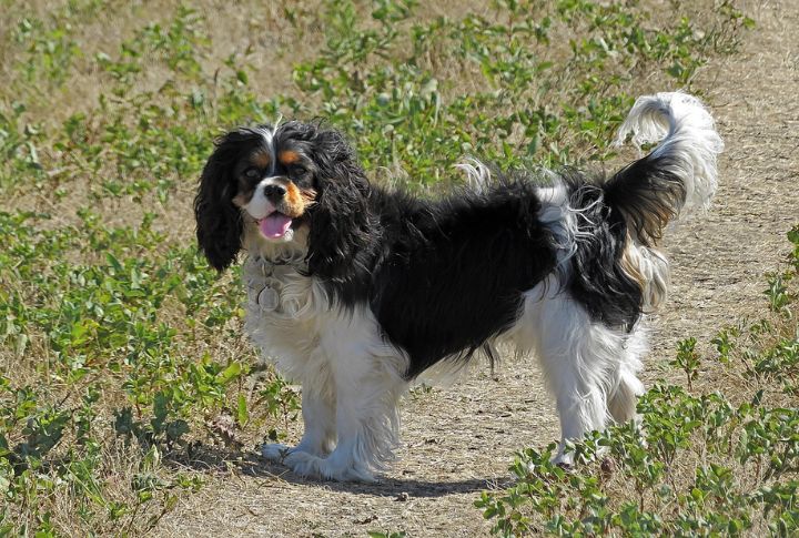 Cavalier King Charles Spaniel