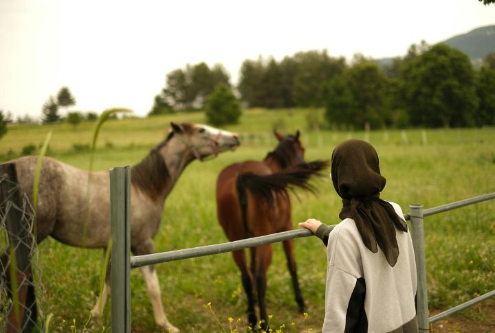 Horses Don’t Bark At The Mailman