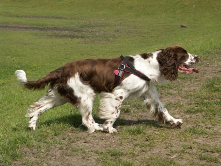 15 Dog Breeds That Are Easier to Train Than Others
