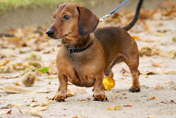 “Ziggy” The Dachshund