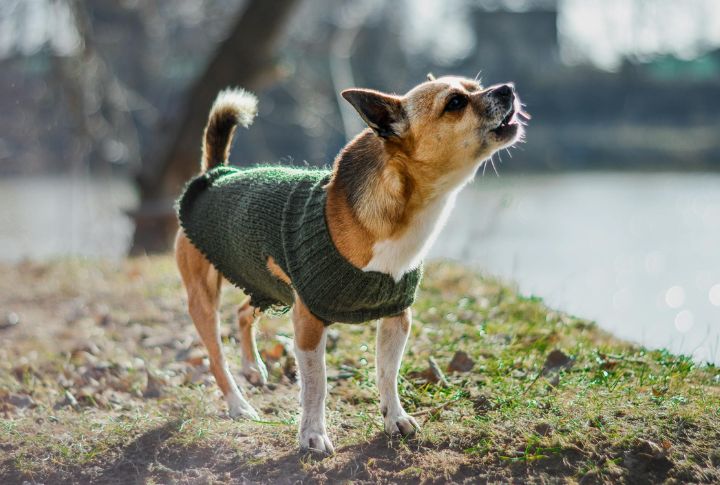 Barking That Feels Off