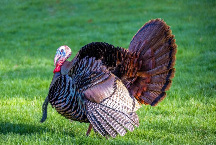 Turkeys