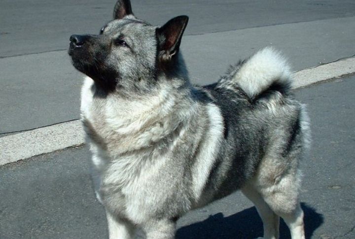 Norwegian Elkhound