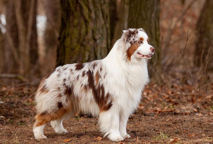 Australian Shepherd