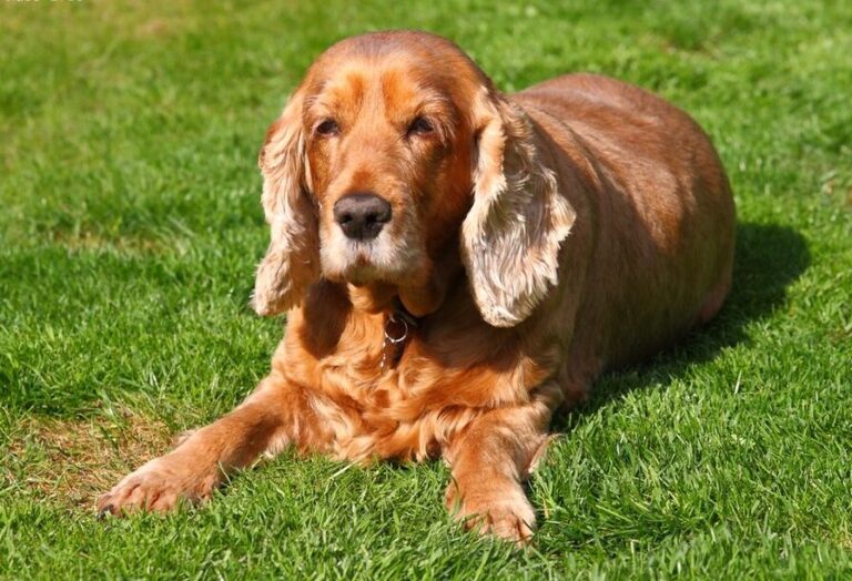 15 Dog Breeds for Seniors Looking for a Loyal Pet