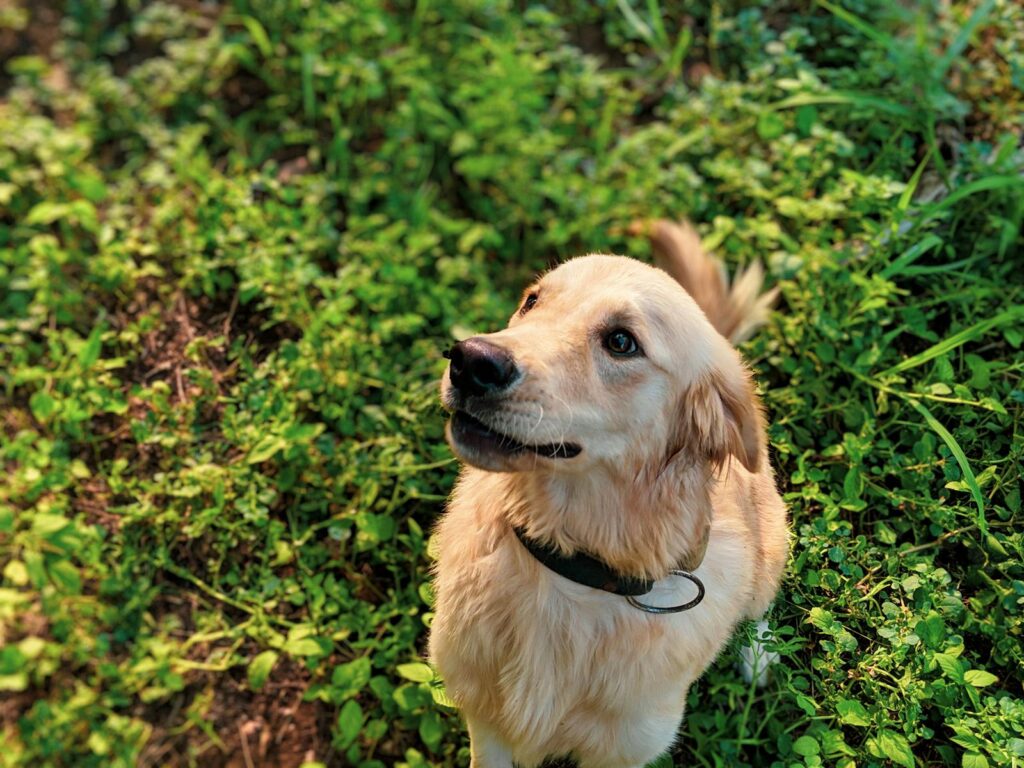Cute golden retriever puppy sitting on lush green grass in a sunny outdoor setting.