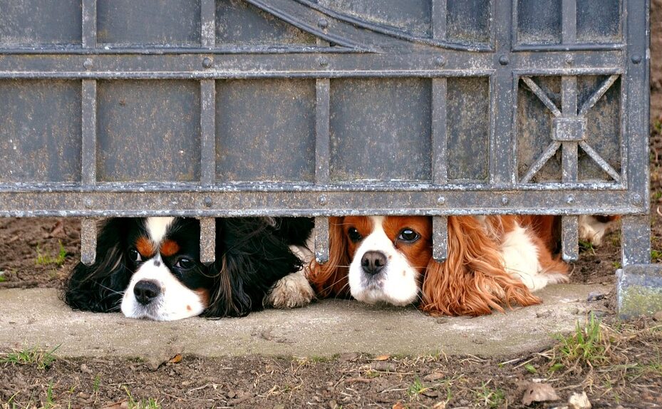 dog, farts, prison, animal, pet, sad