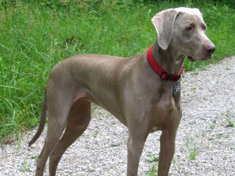 10 Dog Breeds That Are Professional Escape Artists