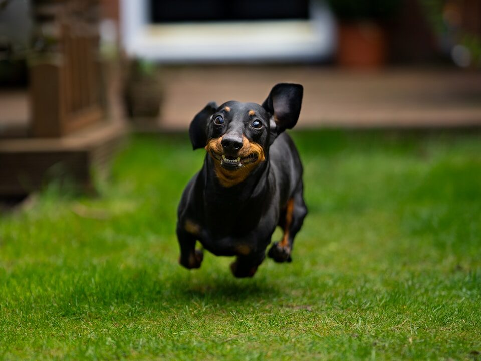 black and tan short coat small dog on green grass field during daytime