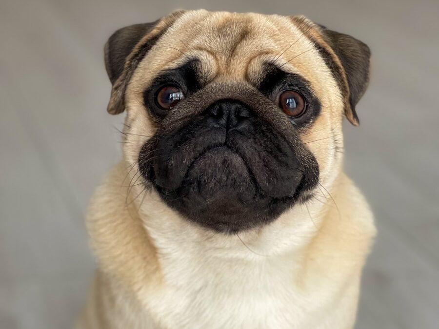 a small pug dog sitting on a wooden floor